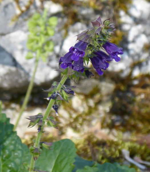 Datei:VHormium pyrenaicum.JPG