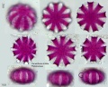 Ceratotheca triloba (1).jpg