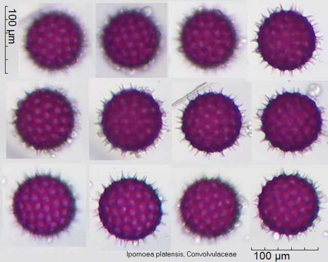 Pollen von Ipomoea platensis