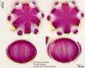 Passiflora coriacea (2).jpg