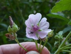 VMalva parviflora.JPG