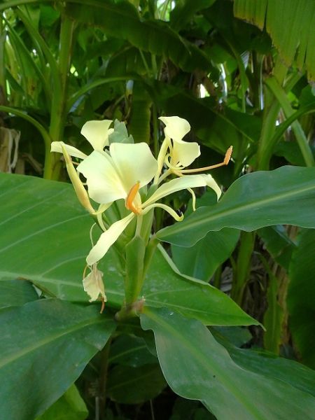 Datei:VHedychium maximum.JPG
