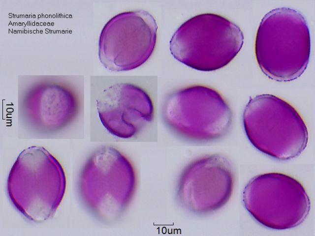 Pollen von Strumaria phonolithica
