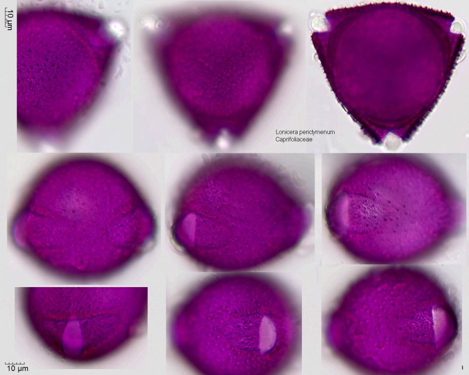 Pollen von Lonicera periclymenum