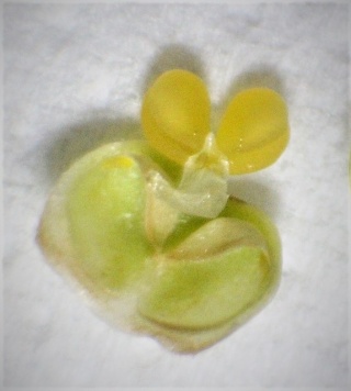 Pollinarium von Angraecum eburneum, etwa. 3 mm breit und 2 mm lang