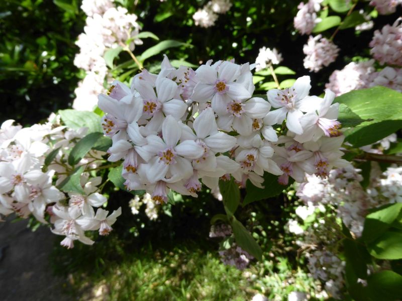 Datei:VDeutzia x hybrida.JPG