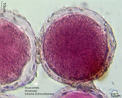 Kategorie:Musaceae – Pollen-Wiki