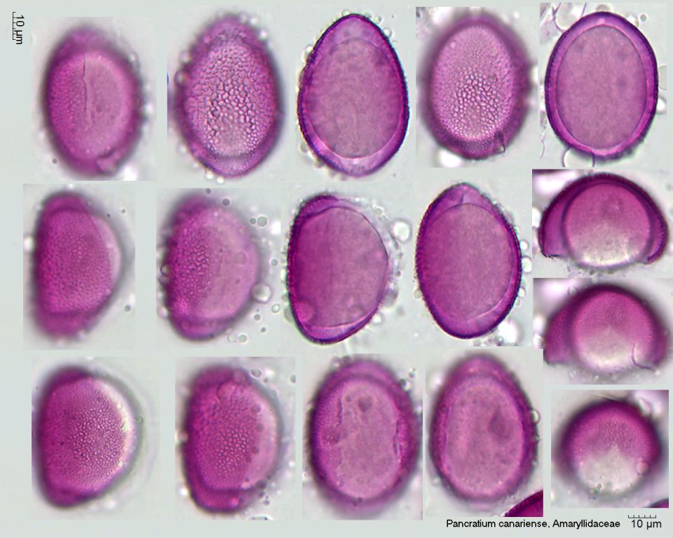 Pollen von Pancratium canariense.jpg