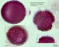 Pelargonium multiradiatum (2).jpg