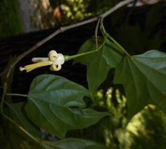 VAlangium platanifolium.JPG