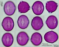 Lathyrus tuberosus.jpg