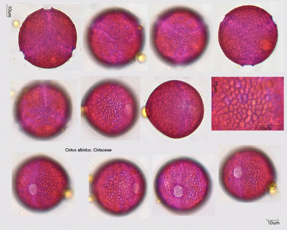 Pollen von Cistus albidus