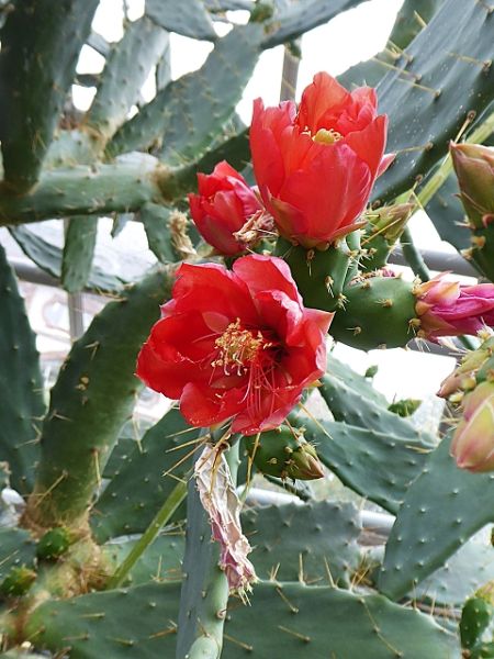 Datei:VOpuntia elatior.JPG