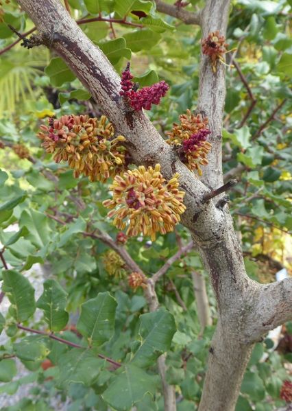 Datei:VCeratonia siliqua.JPG