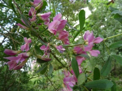 VHalimodendron halodendron.JPG