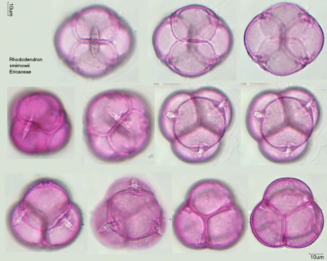 Rhododendron smirnowii  Pollen-Wiki