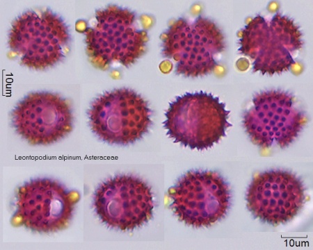 Pollen von Leontopodium alpinum