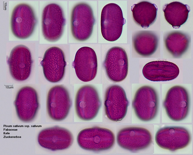 Pollen von Pisum sativum