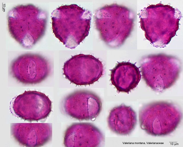 Pollen von Valeriana montana