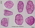 Coelogyne ovalis