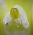 Maxillaria variabilis Pollinarium ca.1 mm.JPG