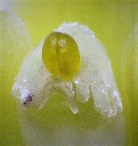 Pollinarium von Maxillaria variabilis, ca. 1 mm lang