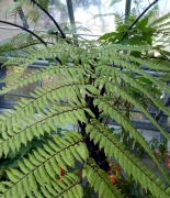 Kategorie:Cyatheaceae – Pollen-Wiki