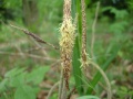 Carex species