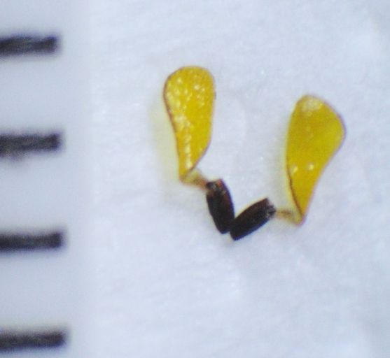 Pollinarium von Asclepias tuberosa, ca 2 mm lang