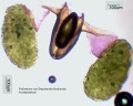 Stephanotis floribunda Pollinarium.jpg