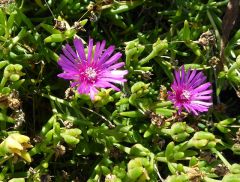 VDelosperma cooperi.JPG