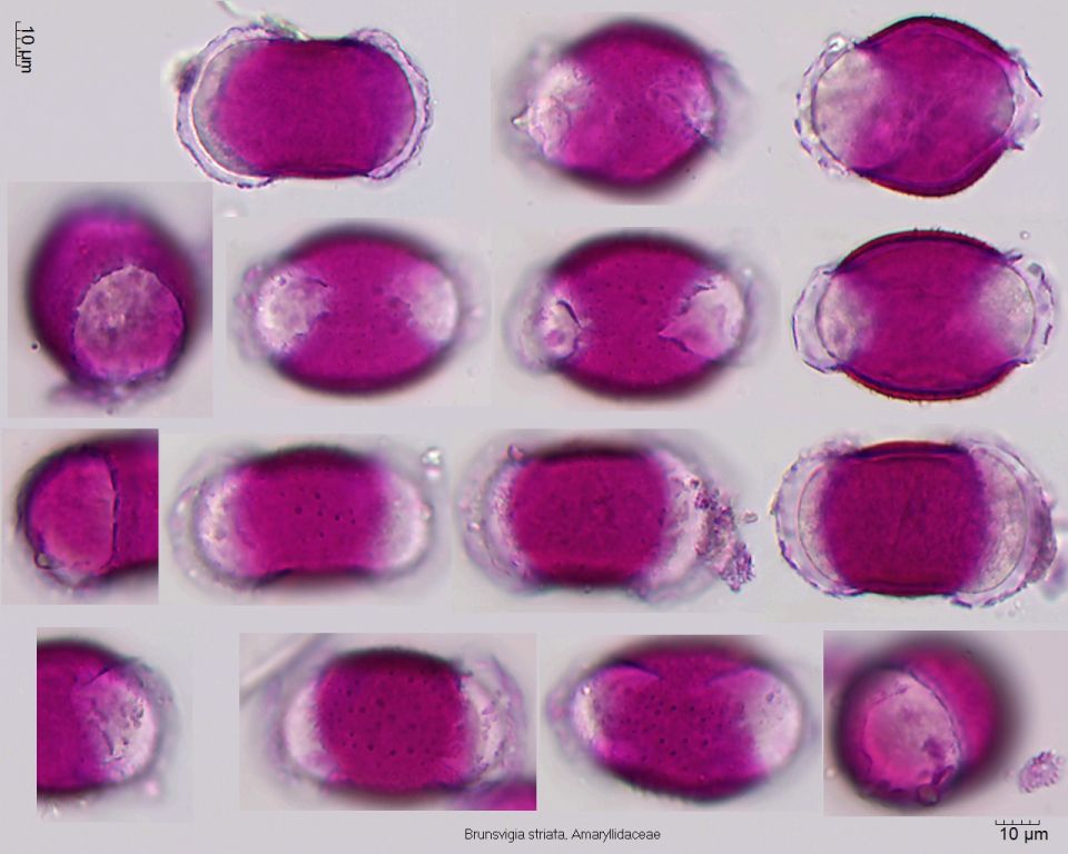 Pollen von Brunsvigia striata
