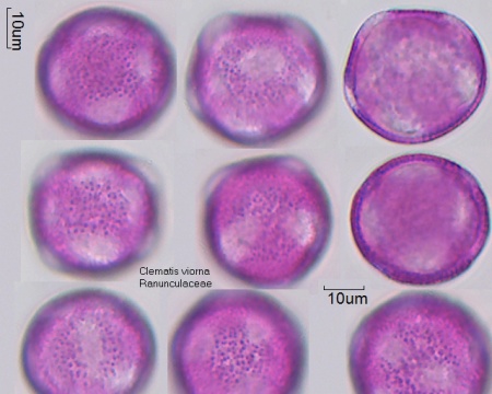 Pollen von Clematis viorna