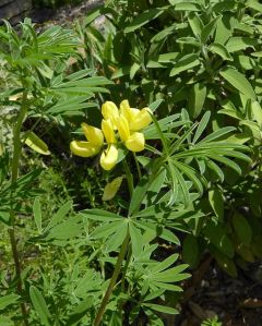 VLupinus arboreus.JPG