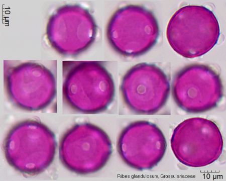 Pollen von Ribes glandulosum