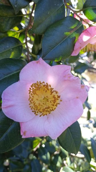 Datei:VCamellia japonica Furo-An.JPG