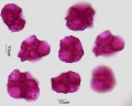 Celosia argentea (2).jpg