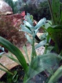 Lachenalia viridiflora