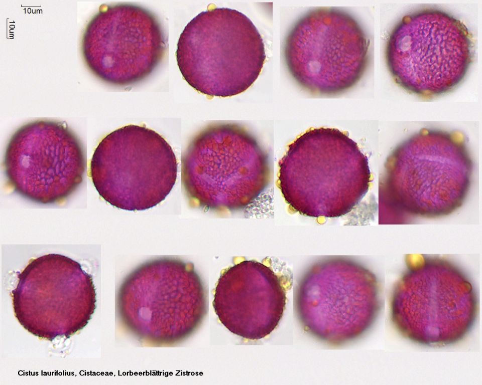Pollen von Cistus laurifolius
