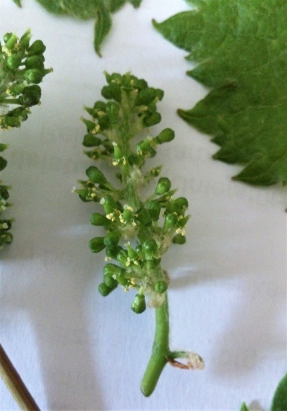 Datei:VVitis labrusca (1).JPG