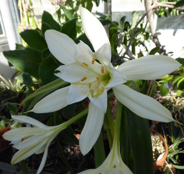 Datei:VPamianthe peruviana.JPG