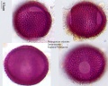 Pelargonium sidoides (1).jpg