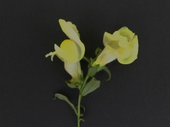 VAntirrhinum latifolium.JPG