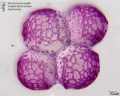 Beschorneria wrightii (4).jpg