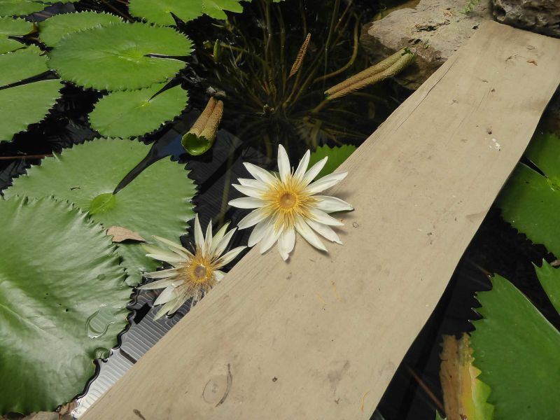 Datei:VNymphaea lotus.JPG