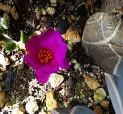 VPortulaca werdermannii.JPG