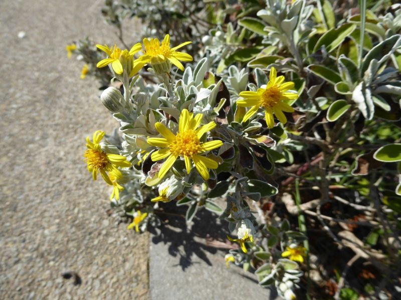Datei:VBrachyglottis greyi.JPG