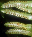 Nephrolepis cordifolia
