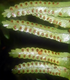 VNephrolepis cordifolia.JPG