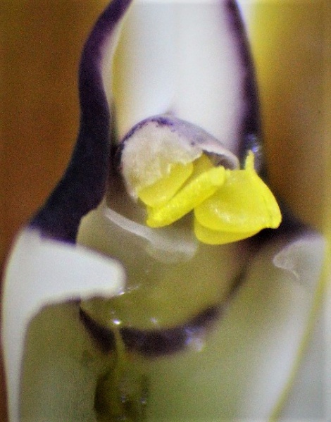 Datei:Dinema polybulbon (Pollinarium mit 4 Pollinien um 1mm lang).jpg